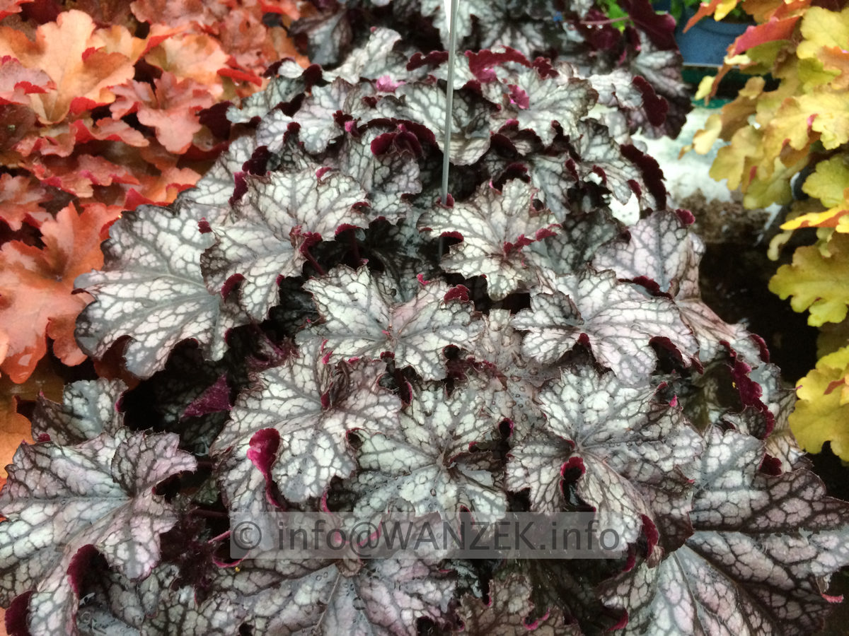 Heuchera Hybride Velvet Night 01.JPG